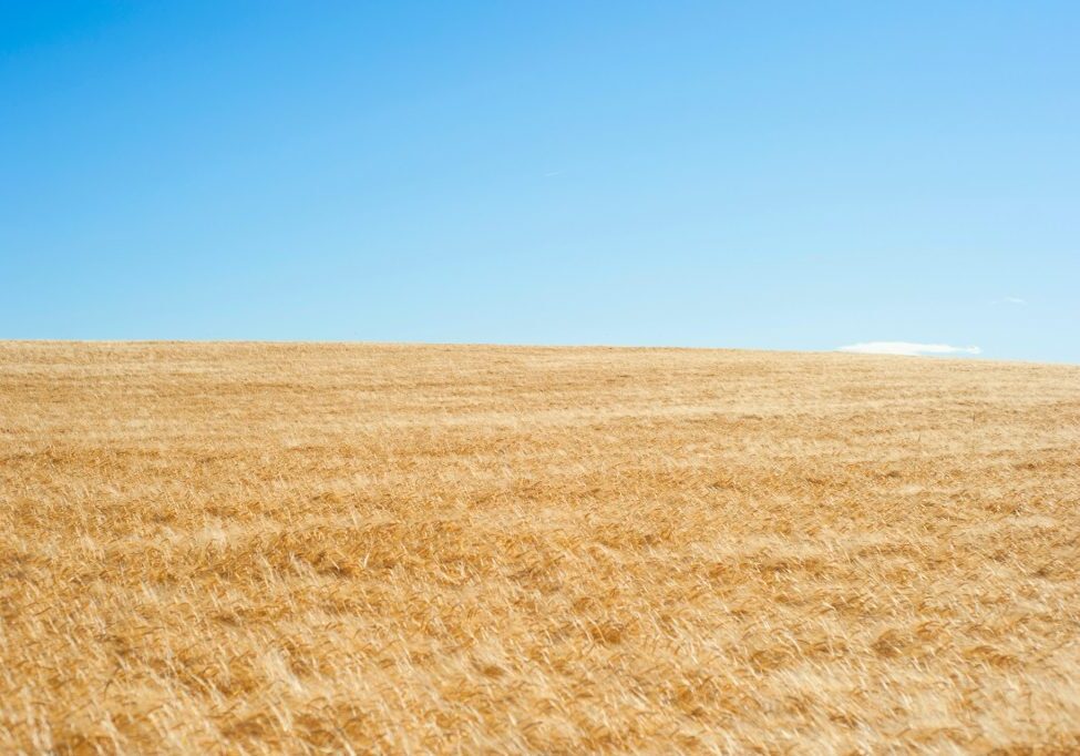 yuriy-bogdanov-uXg6mSTWfr4-unsplash